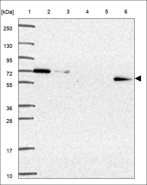 Anti-PTPN11 Antibody