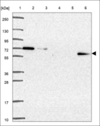 Anti-PTPN11 Antibody