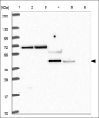 Anti-APOA5 Antibody