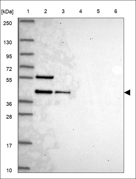 Anti-RASSF7 Antibody