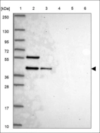Anti-RASSF7 Antibody