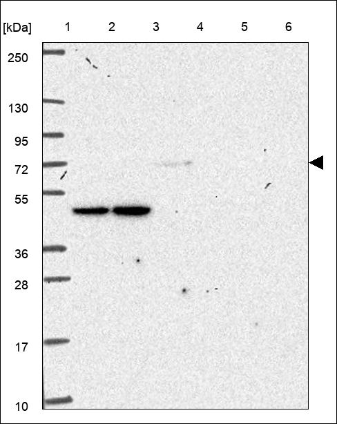 Anti-ZNF283 Antibody