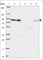 Anti-SIK1 Antibody