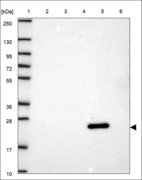 Anti-HHEX Antibody