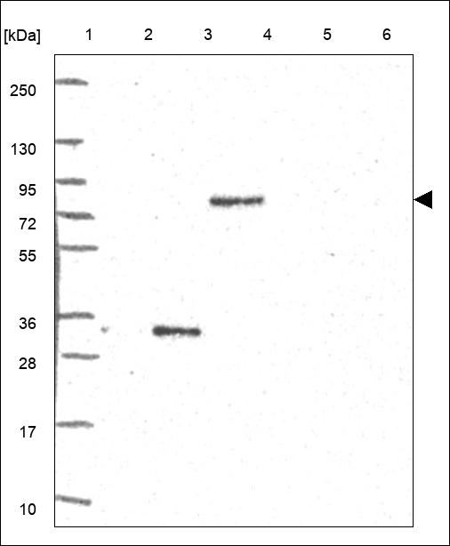 Anti-LNX2 Antibody