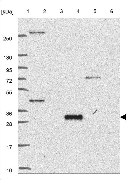 Anti-SYNGR1 Antibody