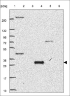 Anti-SYNGR1 Antibody