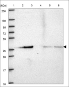 Anti-SARAF Antibody