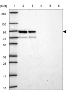 Anti-PREPL Antibody