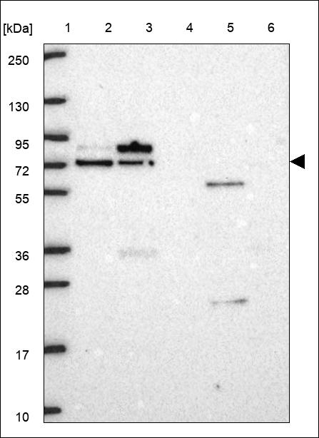 Anti-DHX33 Antibody