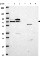 Anti-DHX33 Antibody