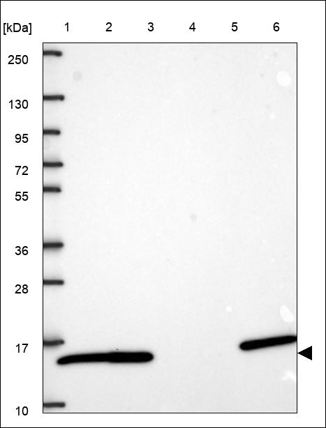 Anti-PFN1 Antibody