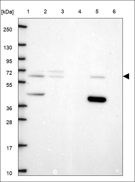 Anti-RELA Antibody