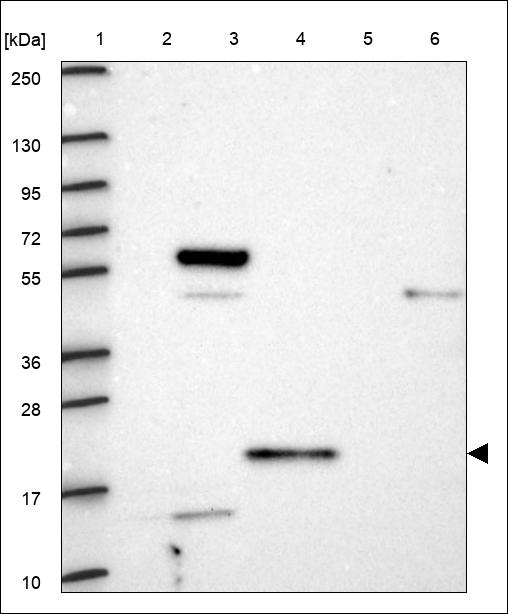 Anti-CST9L Antibody