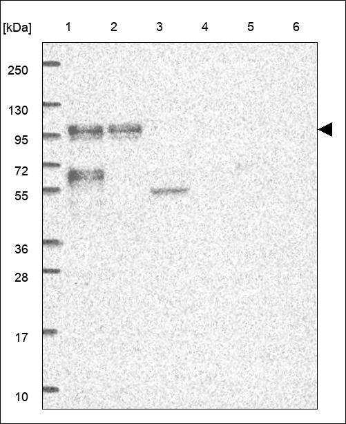 Anti-PAN3 Antibody