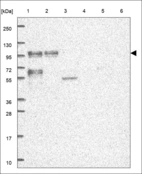 Anti-PAN3 Antibody