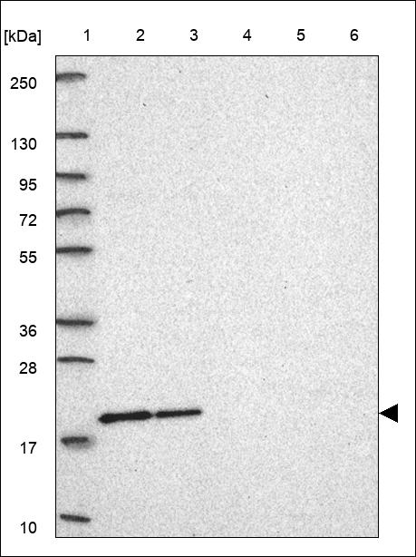 Anti-MRPL43 Antibody