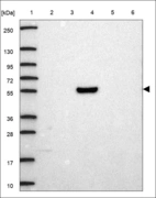 Anti-KLHL15 Antibody