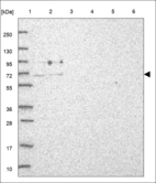 Anti-CDC25A Antibody