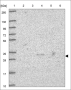 Anti-INSIG2 Antibody