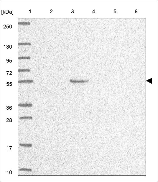 Anti-FAM20C Antibody