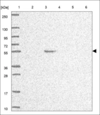 Anti-FAM20C Antibody