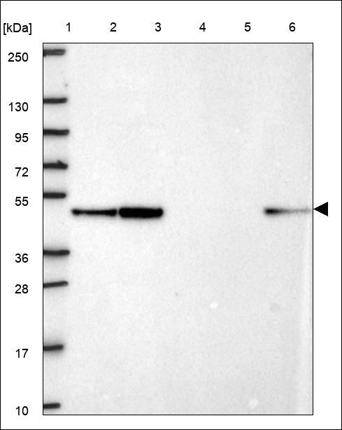 Anti-CASP2 Antibody