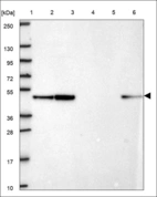 Anti-CASP2 Antibody