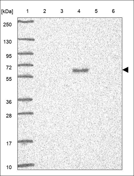 Anti-CABLES1 Antibody