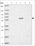 Anti-CABLES1 Antibody