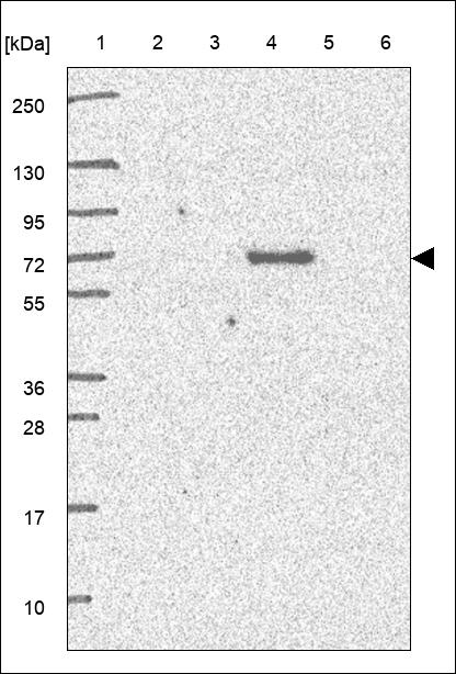 Anti-ZCCHC4 Antibody