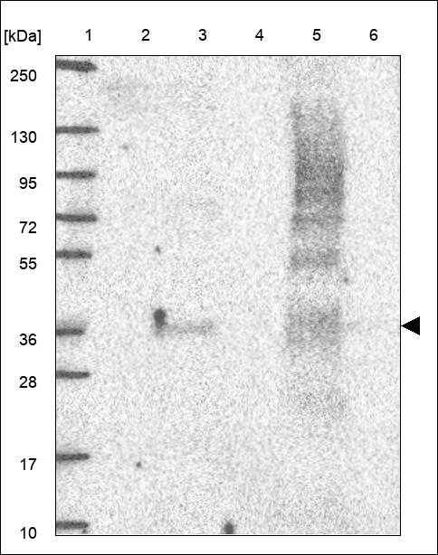 Anti-BTN3A2 Antibody