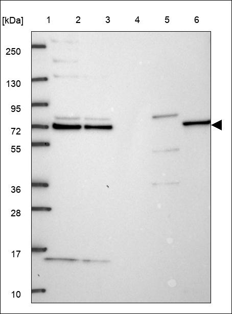 Anti-GBP1 Antibody