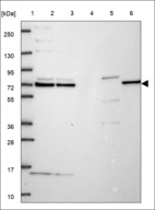 Anti-GBP1 Antibody