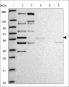 Anti-MSL1 Antibody