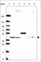 Anti-VPS26A Antibody