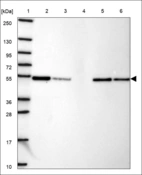 Anti-SERPINB7 Antibody