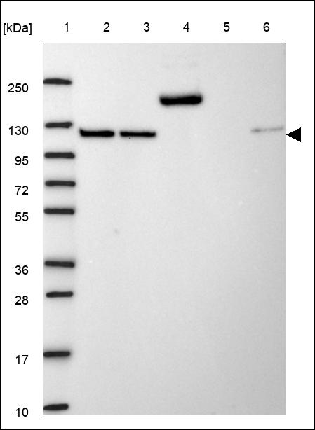 Anti-HSPA4 Antibody