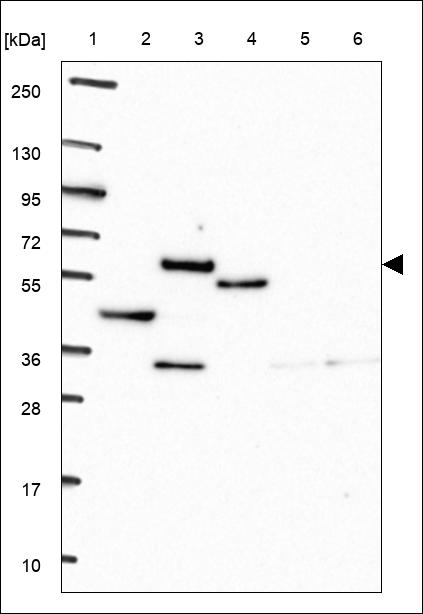 Anti-MICU2 Antibody