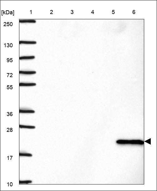 Anti-MS4A7 Antibody