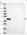 Anti-OAS1 Antibody