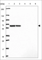 Anti-RUSF1 Antibody