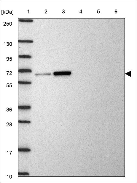 Anti-USP14 Antibody