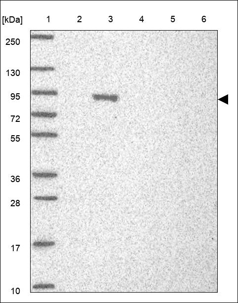 Anti-SLC3A2 Antibody