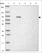 Anti-SLC3A2 Antibody