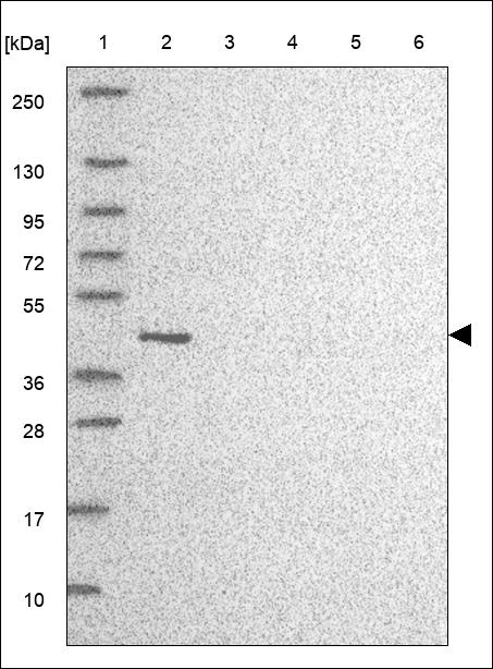 Anti-ZNG1B Antibody