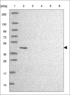 Anti-ZNG1B Antibody