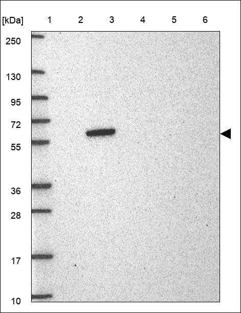 Anti-SMAD3 Antibody