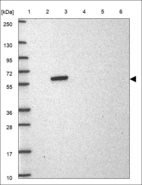 Anti-SMAD3 Antibody