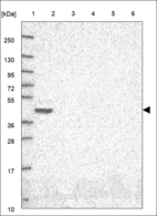 Anti-OGFOD3 Antibody